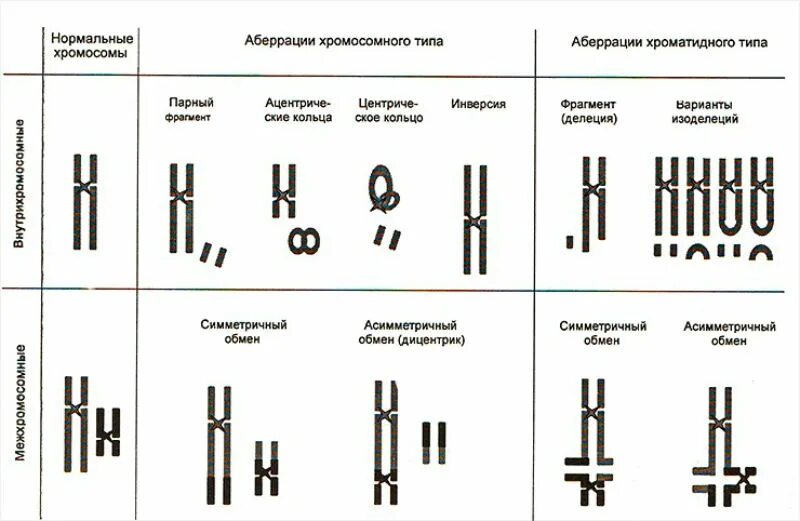 Определите тип хромосомы. Типы хромосомных аберраций. хроматидные и хромосомные аберрации. аберрации хромосом классификация. хромосомные аберрации классификация.