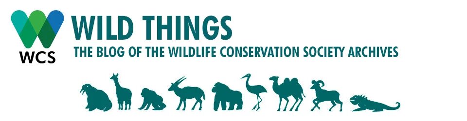 Wildlife conservation. Wildlife Conservation Society. WCS общество сохранения диких животных. Цшдвдшау сщтмукыфешщт ыщсшнен. Wildlife Conservation постеры.