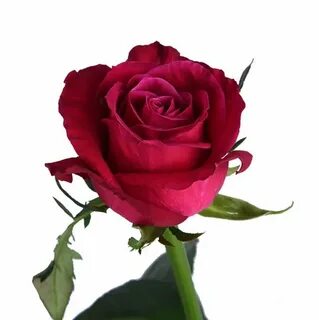 Rose на русском