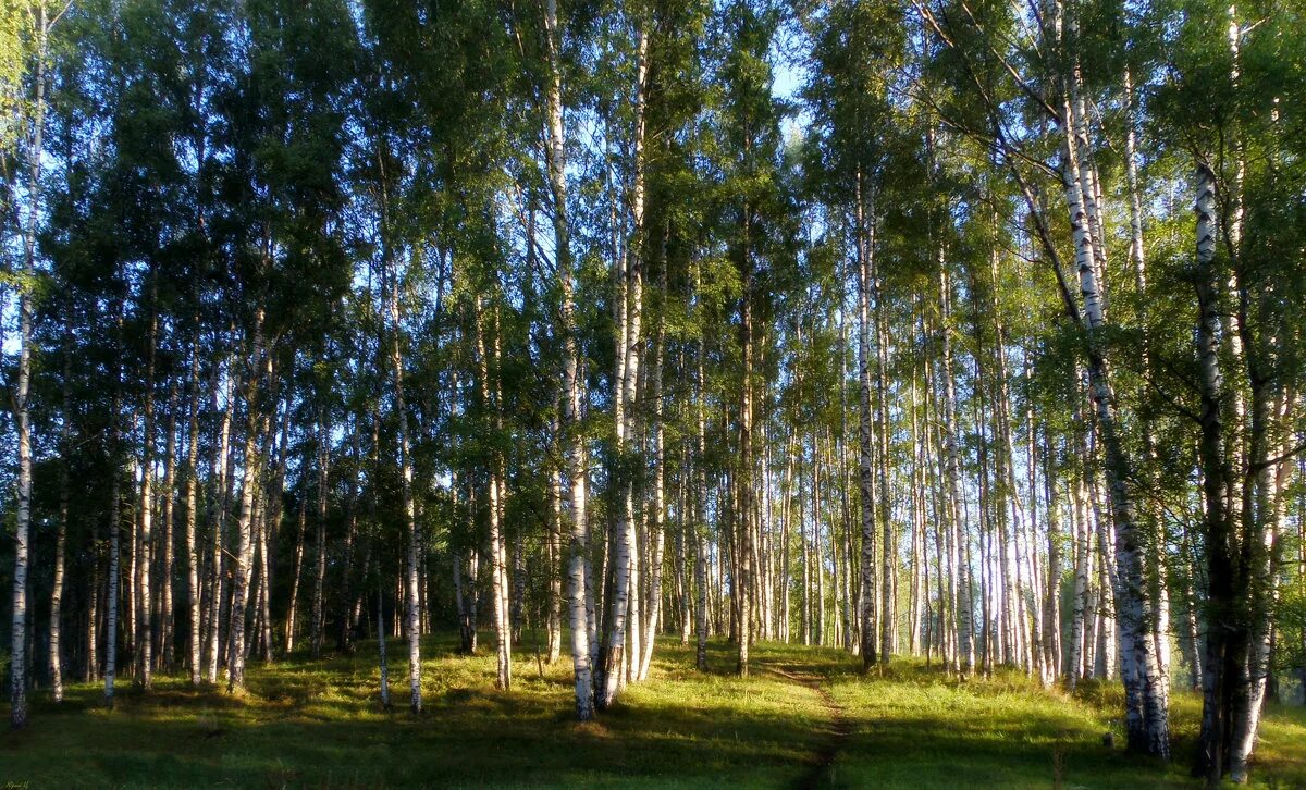 Курск березовая роща. Берёзовая роща курск. береза в курской области. березовая роща касторное. березовые рощи в курской области.