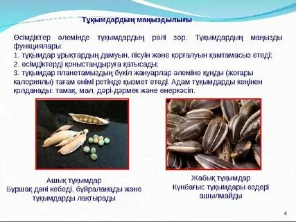 Хомякқа жүгіріңіз