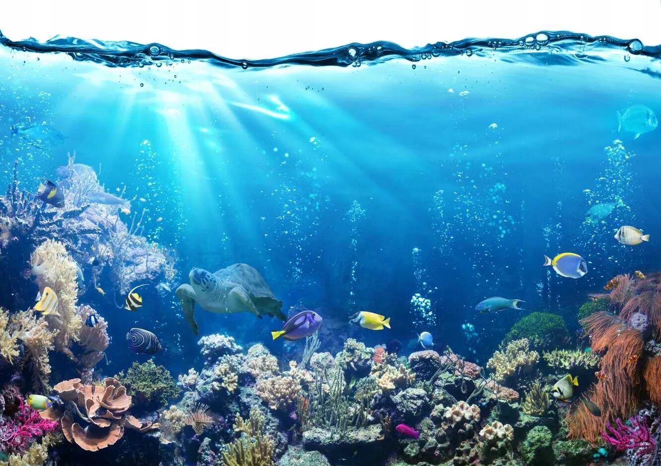 3 d ocean