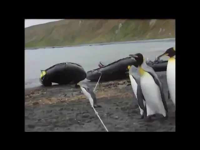 Видео пингвин с пятницей