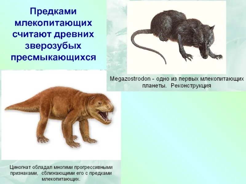 Чем отличается плацентарных млекопитающих от пресмыкающихся. Предки млекопитающих. Древний предок млекопитающих. Предки млекопитающих зверозубые ящеры. Общий предок млекопитающих.