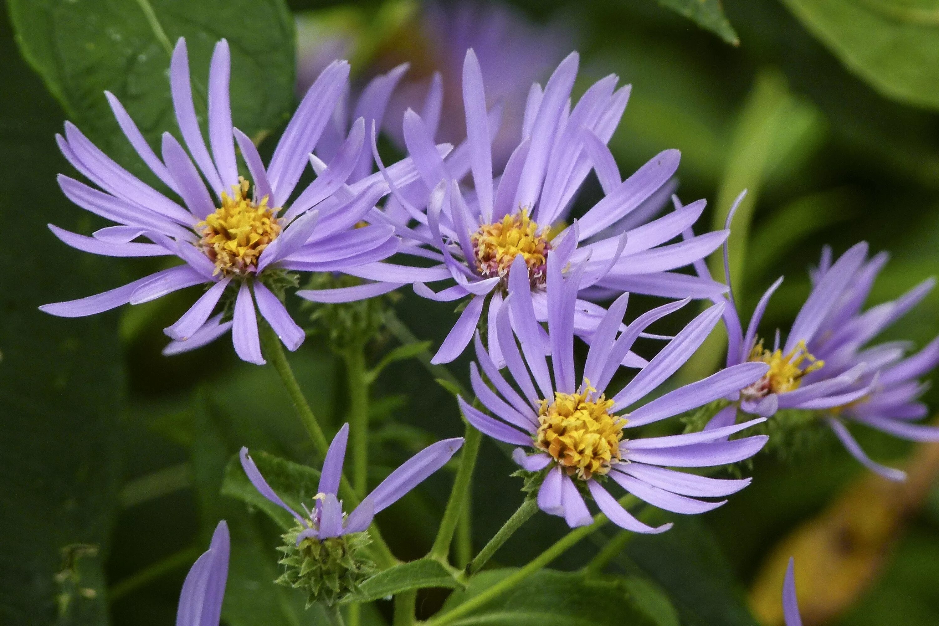 Aster amellus Изображение особи Плантариум
