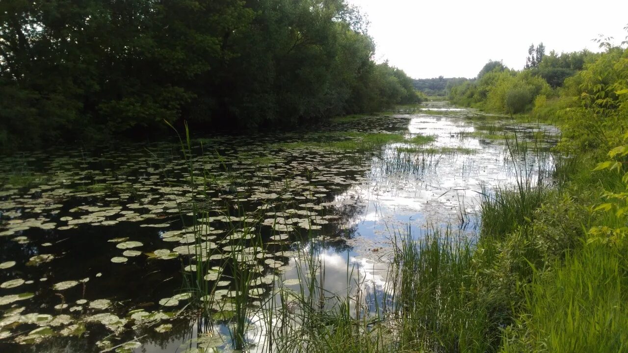 Нижегородская р. Река тёша Нижегородской области. Река теша Арзамас. Река Сатис Нижегородская область. Исток реки теша в Нижегородской области.