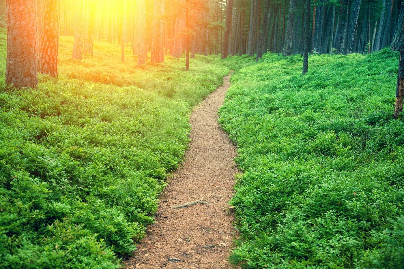 Our path. Path stock. среди кустов и елок лето утро широкие фотографии. unic naturals nature is wild.
