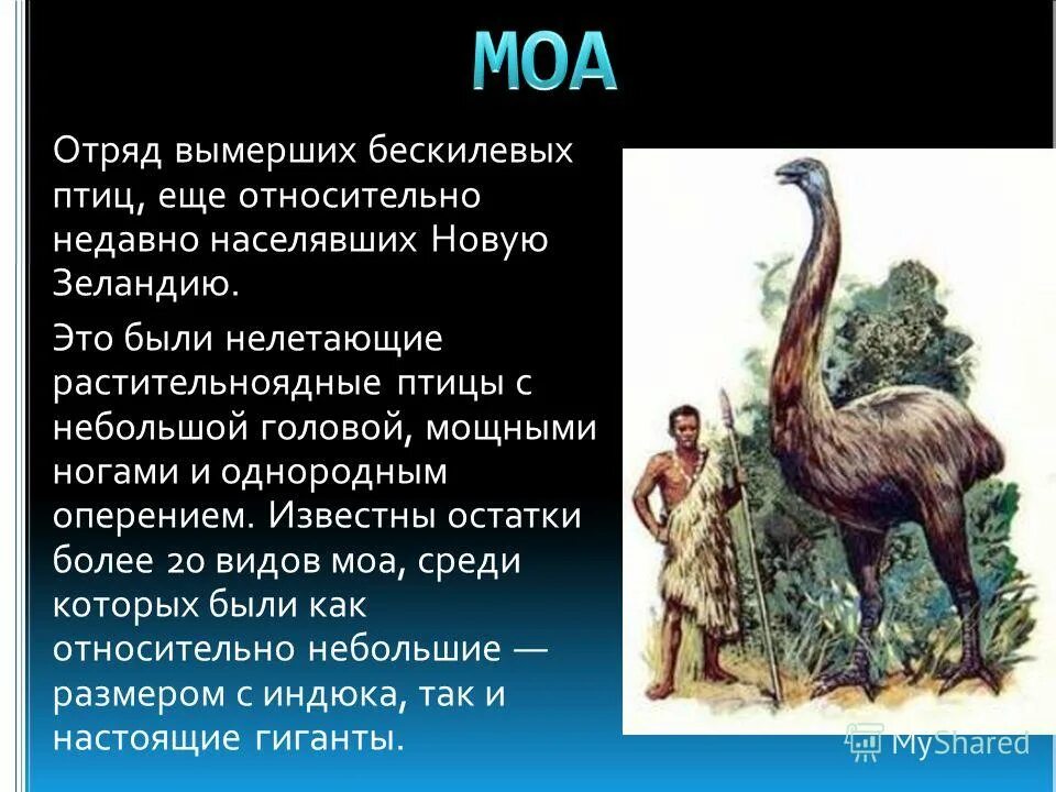 Практическая работа исследование остатков вымерших животных. Животные истребленные человеком. животные истребленные человеком сообщение. вымершие животные истребленные человеком. сообщение о животных которых истребил человек.
