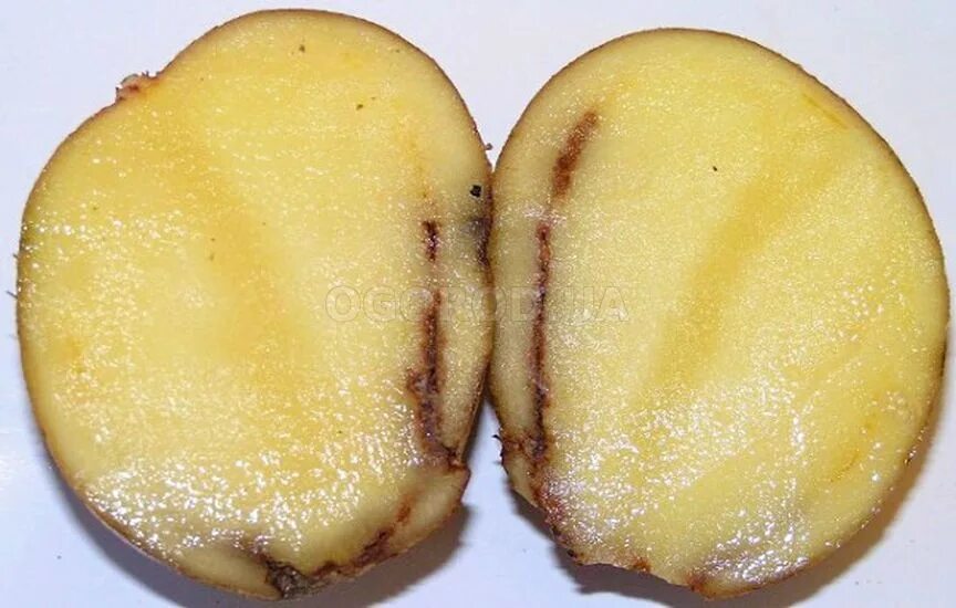 Почему картошка получается сухой