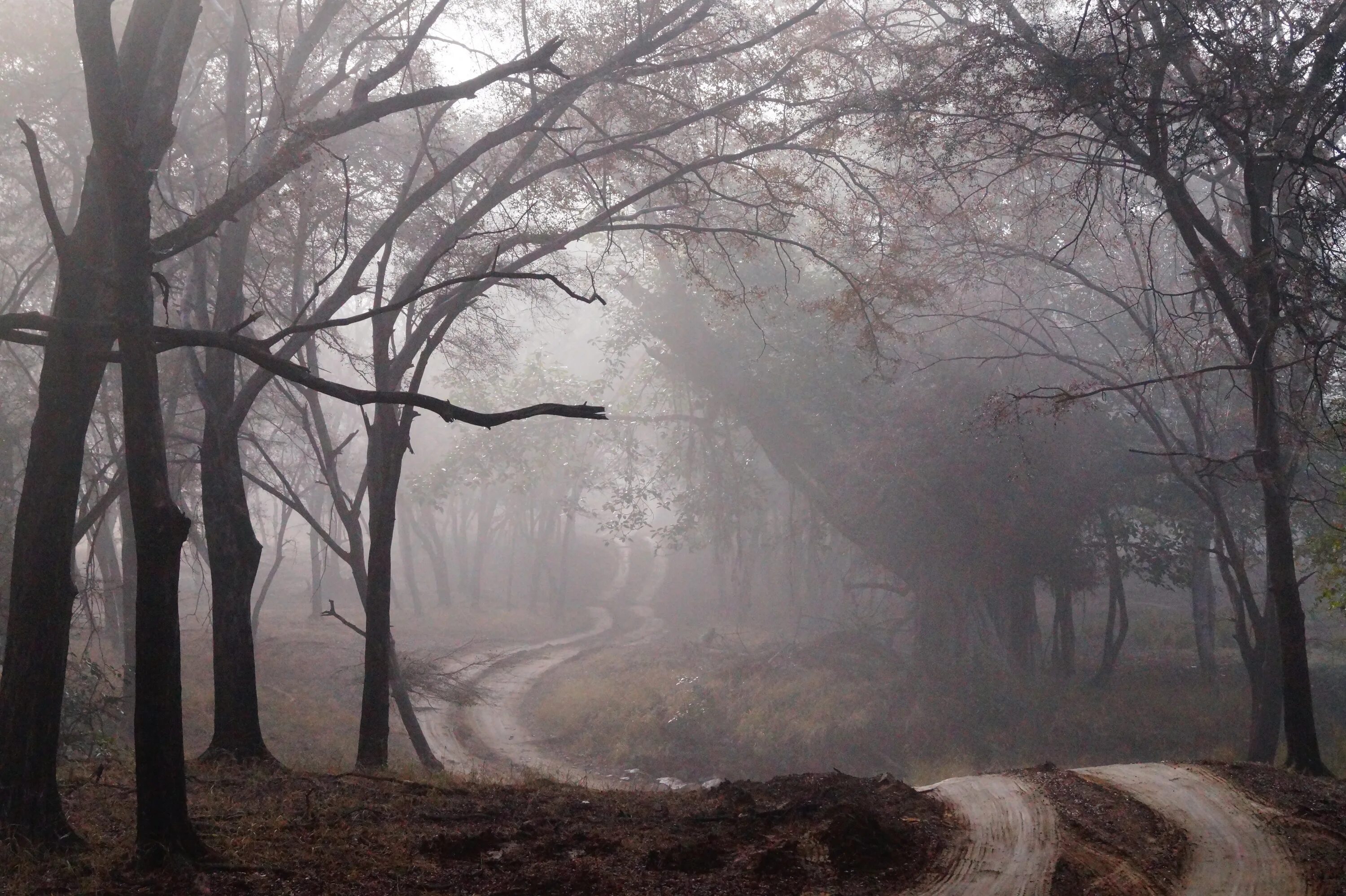 Проселочная дорога туман. Лес туман дорога. Дорога в тумане. Лес окутанный туманом.
