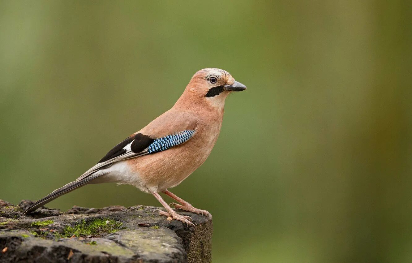 Garrulus glandarius птица. Лесная сорока сойка. Камышовая усатая синица. Птица сойка крымская. Слеток пестрого дрозда.