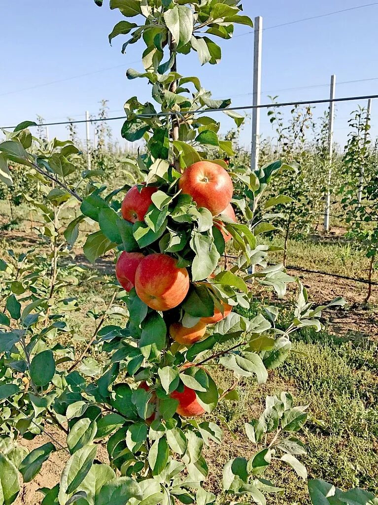 Купить саженец яблони медовая