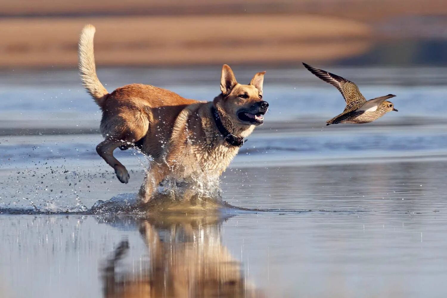 Что значит гонится. Собака бежит. Собака бежит по воде. Щенок бежит. Бег с собакой.
