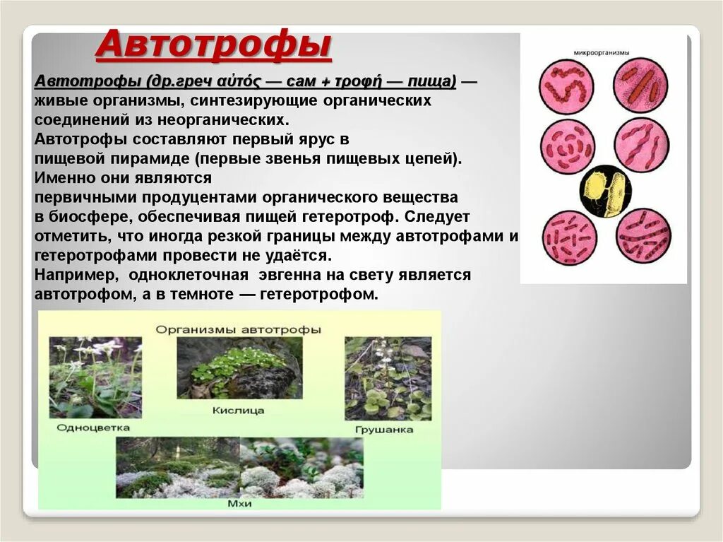 Обеспечивает автотрофное питание клетки. Автотрофы. Автотрофы это в биологии. Автотрофными организмами являются. Автотрофы что такое автотрофы.