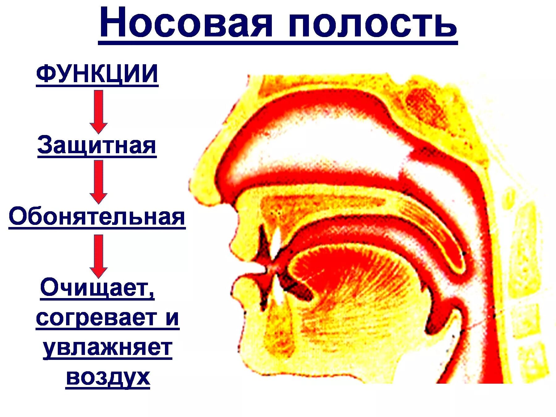 Воздух очищается согревается. Функции полости носа анатомия. Строение носовой полости. Строение человеческого носа в разрезе.