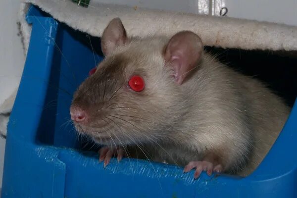 мышь и крыса. декоративные крысы дамбо сфинкс. щур крыса. большая горбатая крыса. щур крыса.