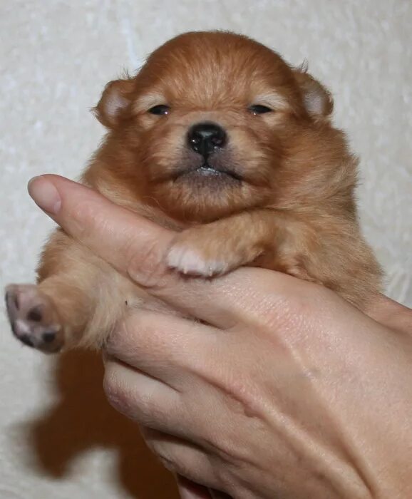 щенки немецкого шпица новорожденные. померанский шпиц новорожденный. шпиц рождение щенков. щенки шпица после рождения. щенки шпица после рождения.