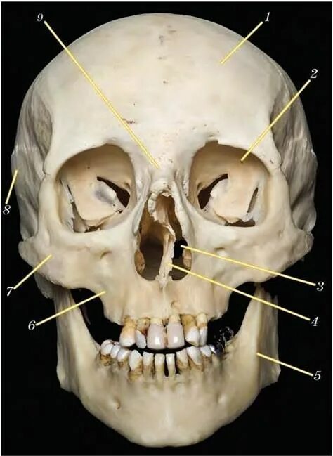 Сошник анатомия человека кости черепа. Полости лицевого черепа