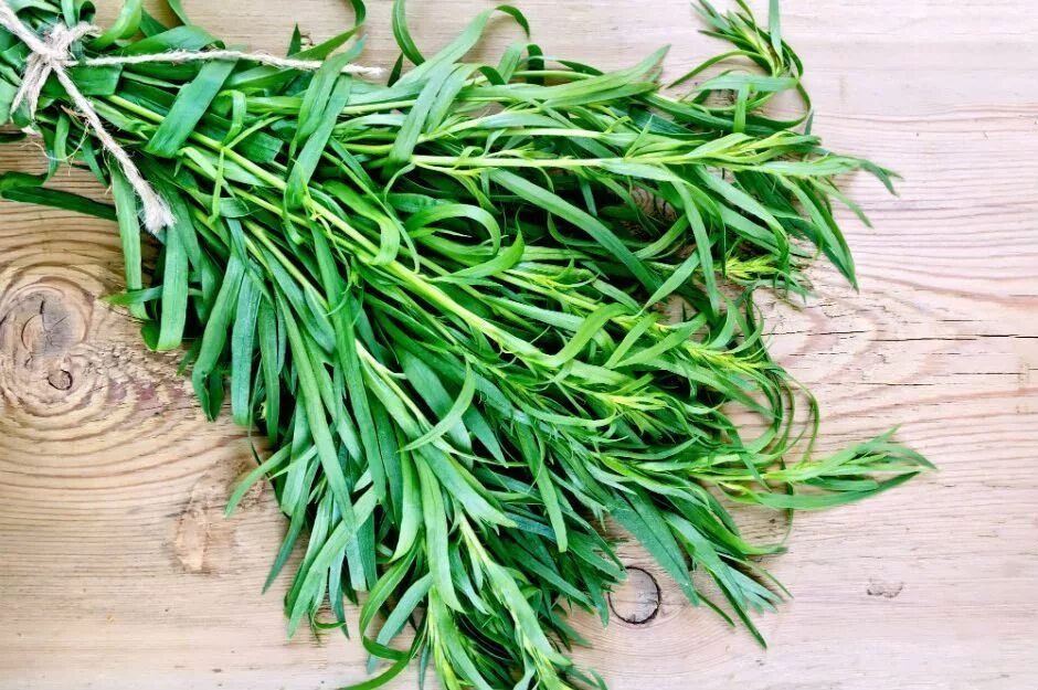 Эстрагон драгун-трава. Тархун эстрагон. Полынь эстрагонная тархун. Черноголовка тархун 1. Тархун зелень.