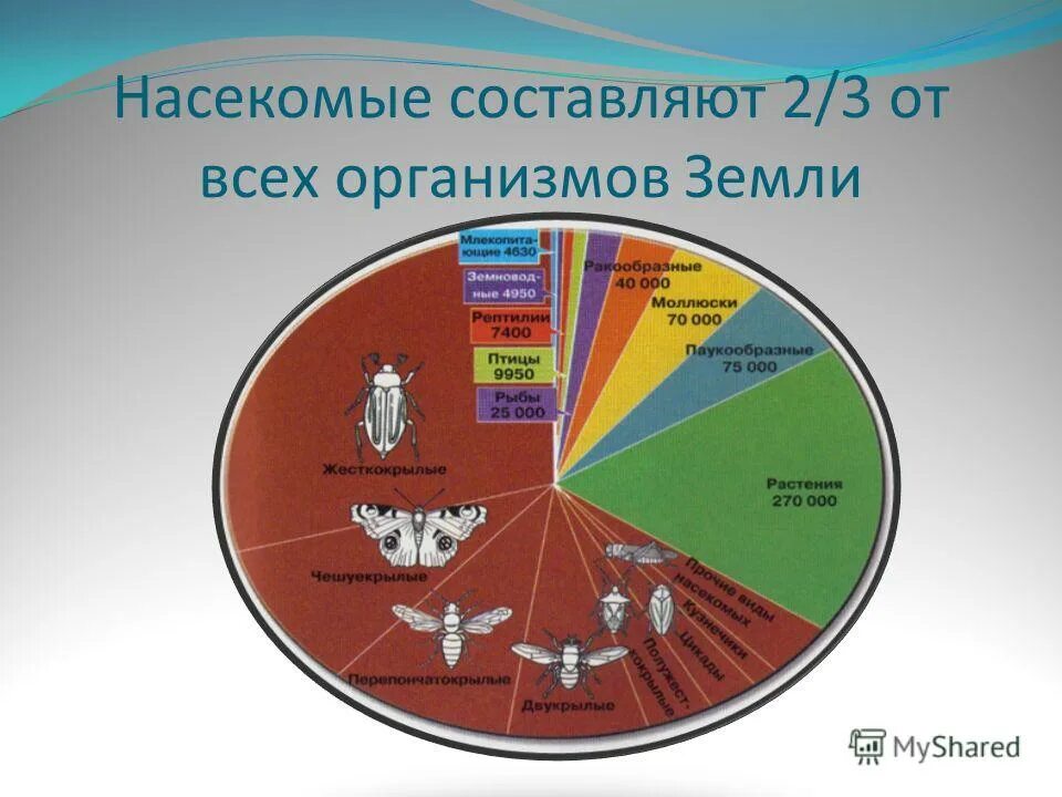 процентное соотношение среди членистоногих. биомасса насекомых на земле. разнообразие диаграмм. разнообразие животного мира диаграмма. признаки членистоногих 7 класс.