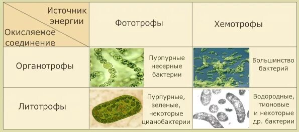 Низшие растения хемотрофы