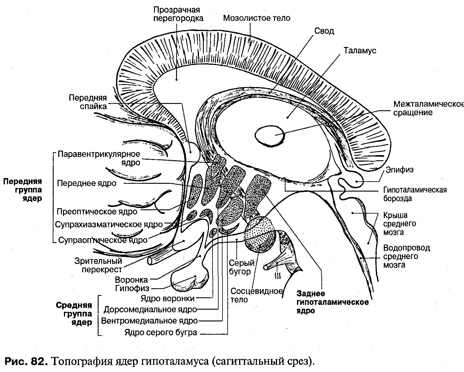 Промежуточный мозг гипоталамус строение. Срез промежуточного мозга схема. Границы промежуточного мозга анатомия. Ядра промежуточного мозга схема. Передний свод
