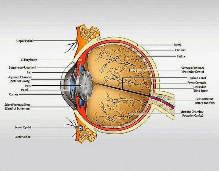 Левый глаз на латинском. Строение глаза. The external structure of the eye. Строение глазного яблока анатомия латынь. Кровоснабжение глазного яблока анатомия.
