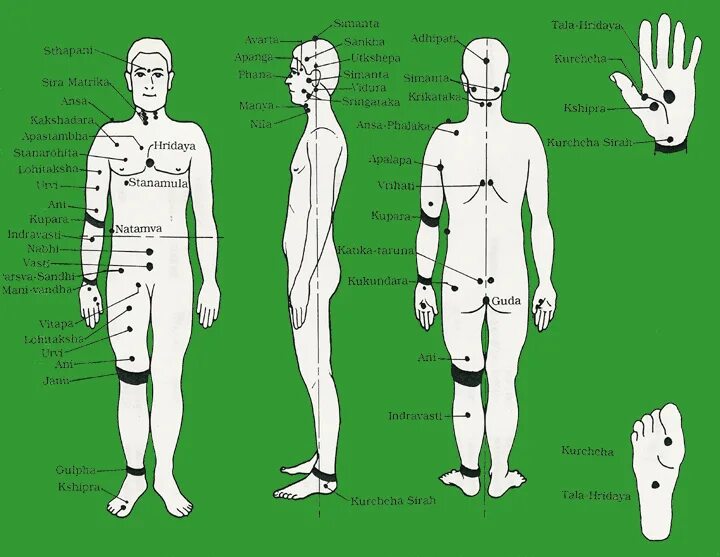 Карта болевых точек человека. Болевые точки на шее. Слабые точки человека. Точки мармы. 13 точка человека