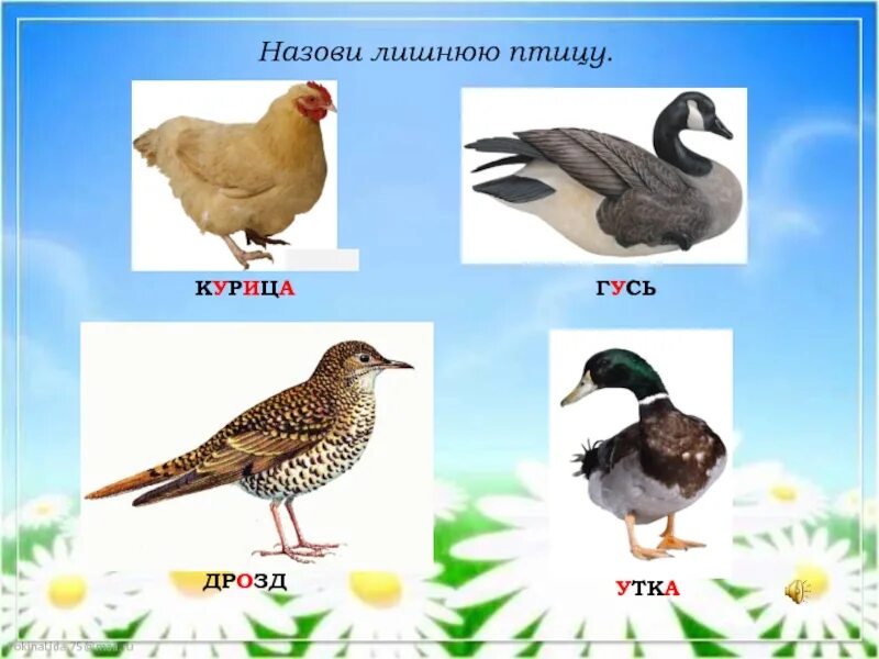 Дидактическая игра перелетные птицы. Укажи лишнюю птицу. Укажи лишнюю птицу. Четвертый лишний перелетные птицы. Зимующие птицы кто лишний.