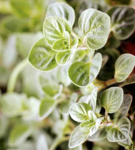 File:Starr 080103-1294 Origanum vulgare.jpg - Wikimedia Commons