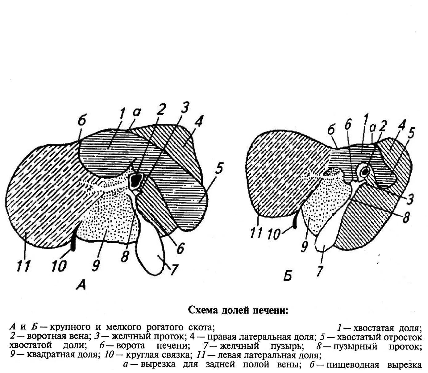 У каких животных печень. Печень КРС анатомия. Строение и топография печени у животных. Печень коровы анатомия. Строение печени животных анатомия.