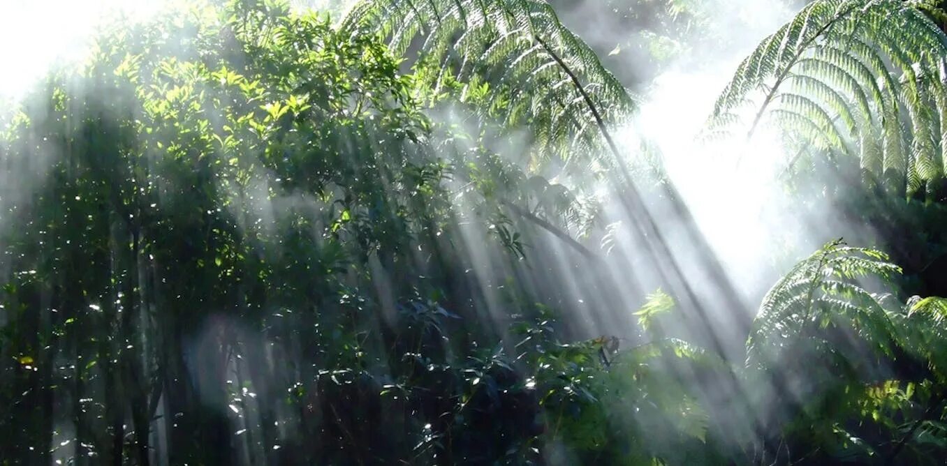 Дождь в тропиках. Дождь в лесу. Тропический ливень. Дождь в тропическом лесу. Пенья дождя