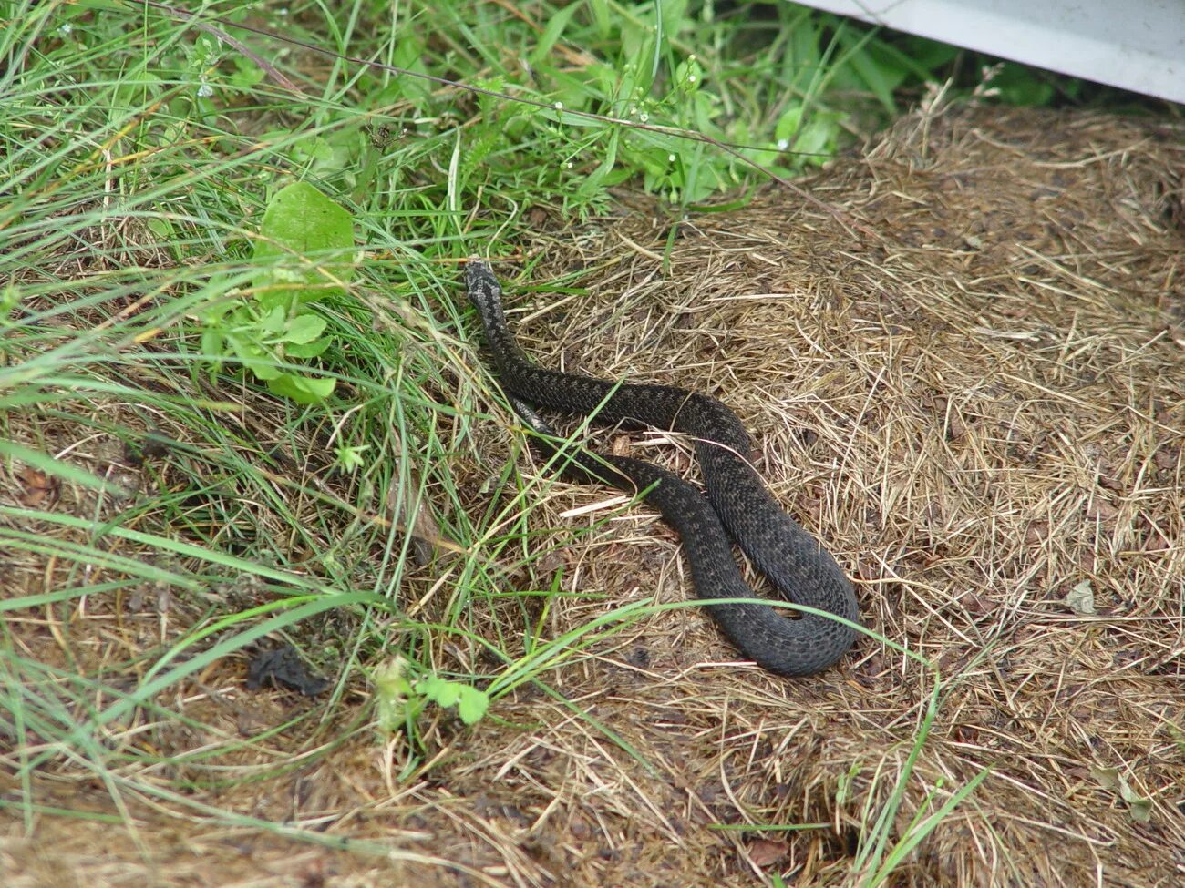 Норы змей в земле. Гадюка Никольского (Vipera nikolskii).