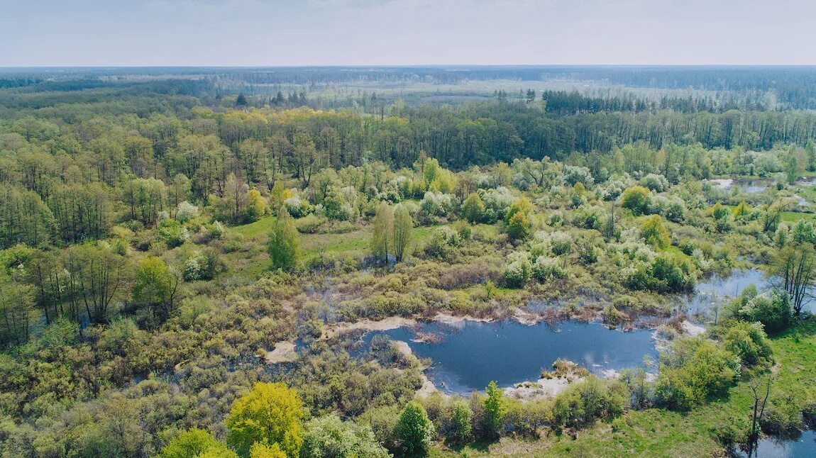 Кордон кожевенный воронежская. Летние зори турбаза воронеж. Воронежский заповедник кожевенный кордон. Кожевенный кордон воронеж. Река усманка парижская коммуна.