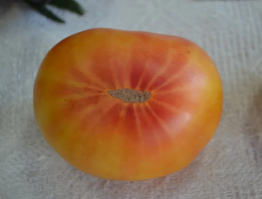 Желто розовые томаты. Семена томат Конфетто. Оранжевые томаты с красной мякотью. Сорт оранжевых помидор крупных. Желтые помидоры с красными прожилками.
