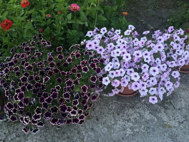 Петуния вегетативная каскадиас рим маджента. Петуния вегетативная cascadias rim magenta. Петуния каскадиас рим маджента. Петуния каскадиас рим маджента. Рим манжета вегетативная петуния.
