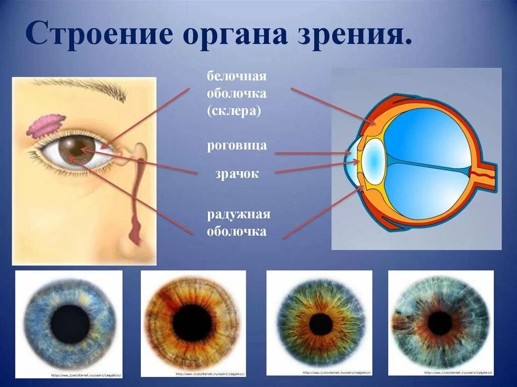 Назовите органы зрения. Орган зрения зрительный анализатор анатомия. Белочная оболочка склера. Орган зрения 8 класс биология. Биология 8 класс анализаторы зрения.