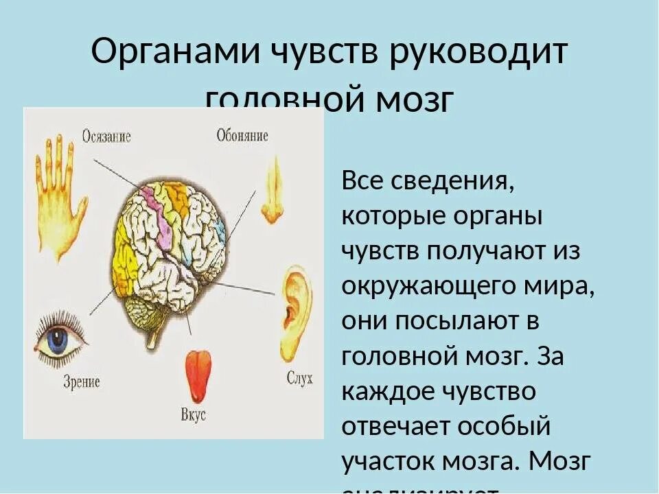 Доклад органы чувств 4 класс окружающий мир. Как работают органы чувств человека 3 класс. Органы чувси. Органы чувств доклад. Какие рецепторы участвуют в осязании