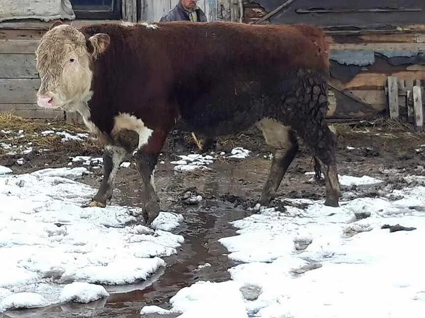 Быки на племя от тонны весом. Бык на племя. Бык на племя. Бык на племя. Быки на племя.