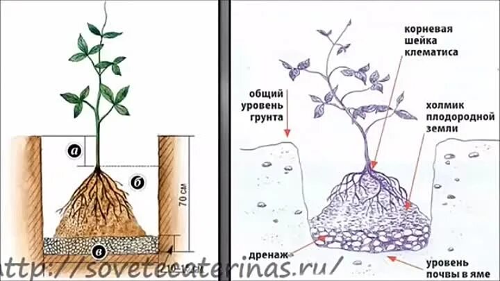 Клематис в марте как сохранить до посадки. Посадка клематиса в открытый грунт. Посадка клематиса весной в открытый грунт. Схема посадки клематиса. Клематис схема посадки.