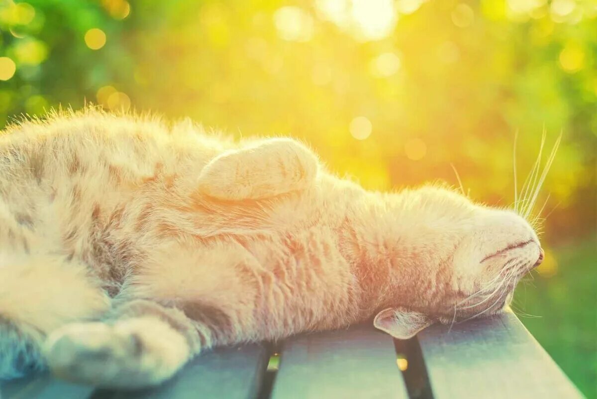Коты весной. Рыжий кот. Кошка на подоконнике. Она грелась на весеннем солнышке. Кошка на солнышке.