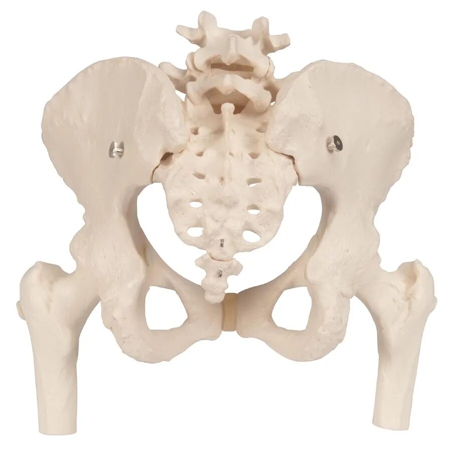 Тазовые кости скелета человека. Тазовые кости. Скелет таза. Скелет женского таза. Человеческий таз скелет.