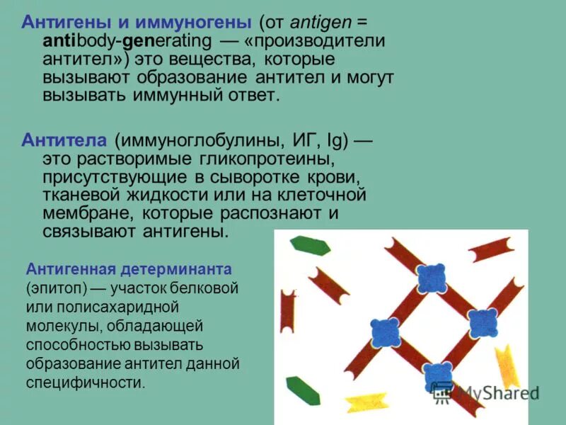 Иммуноген