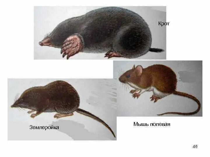 Крот мышь. Крот мышь землеройка. землеройки кроты полевки. мыши полевки и землеройки. мышь полевка, крот.