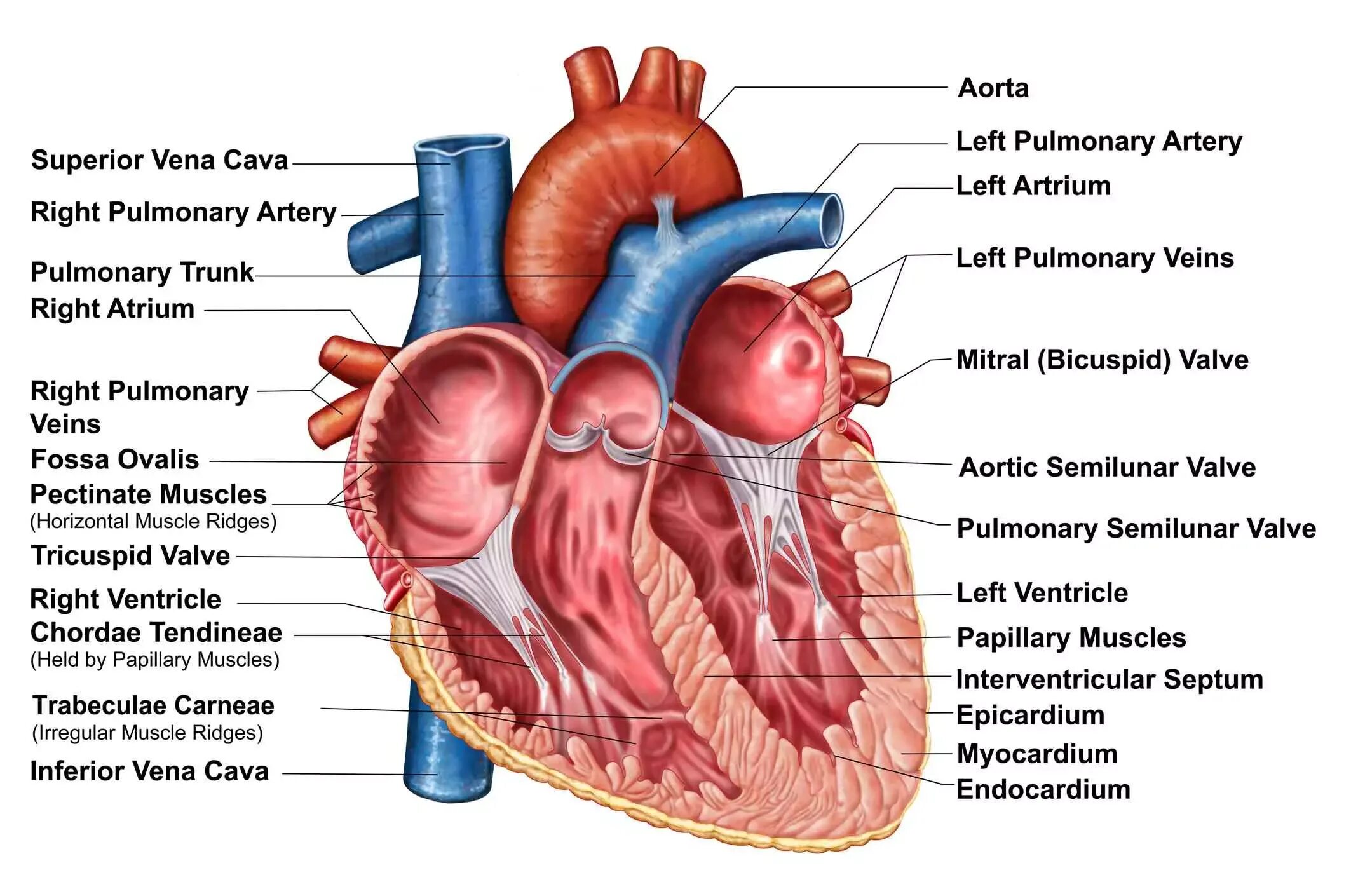 Learn the heart 0.3 8