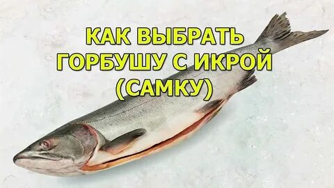 Как распознать горбушу с икрой