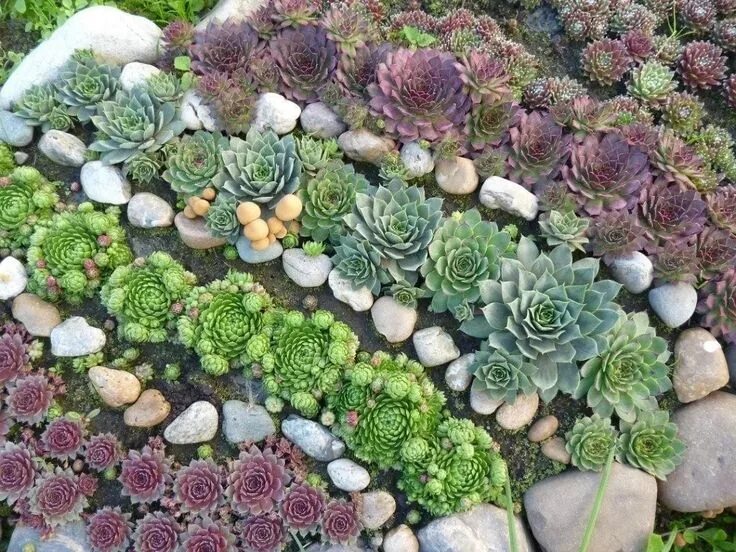 Молодило зимует. Суккуленты молодило семпервивум. альпийская живучка sempervivum. молодило sempervivum silberkarneol.