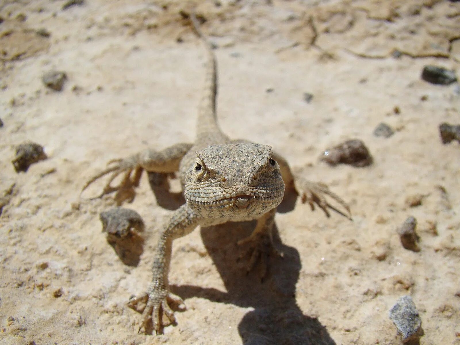 Ящерица живет в степи. Ящерица агама Степная. Trapelus sanguinolentus. Гималайская агама ящерица. Кавказская агама.