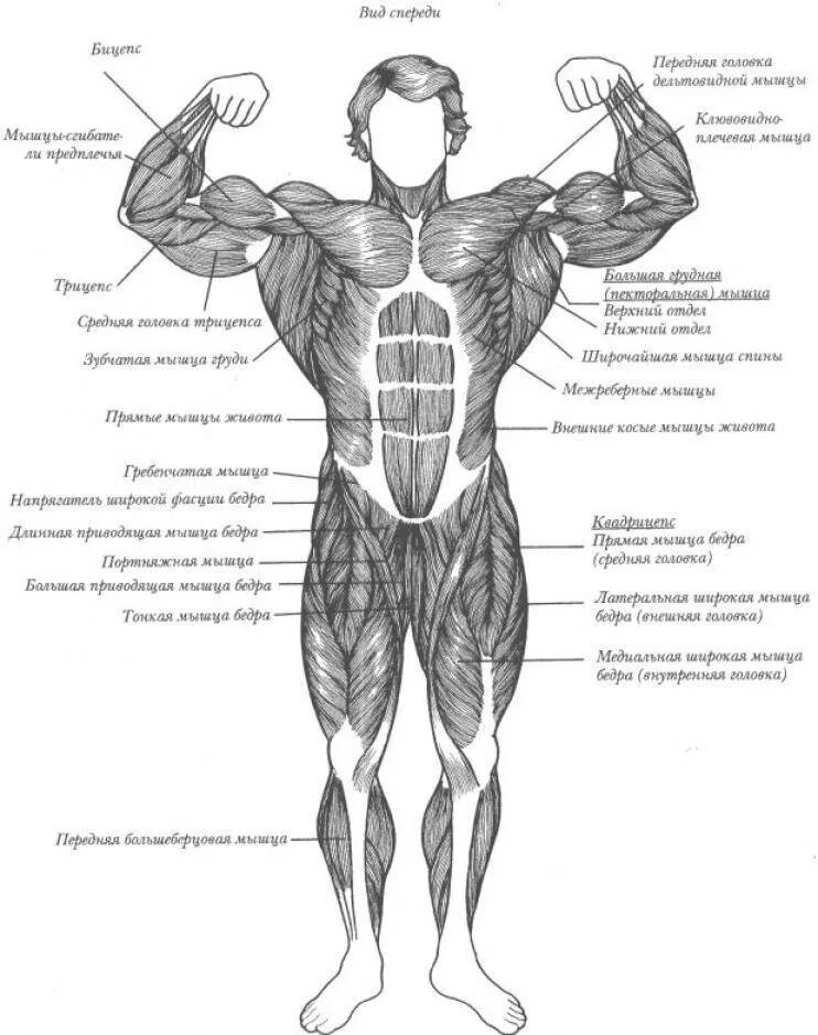 Группы мышц человека анатомия. Основные группы мышц схема. Мышечное строение человека с названиями мышц. Анатомия мышцы человека культуриста. Главная мышца тела