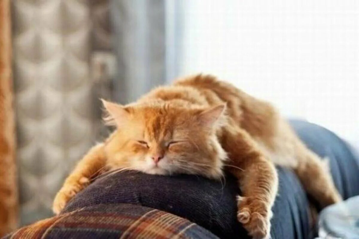 Кот Лежебока. Рыжий кот лежит. Кот на диване. Кот выходной. Первый выходной картинки